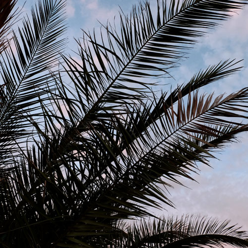 Close up of palm tree leaves in Rijeka, Croatia