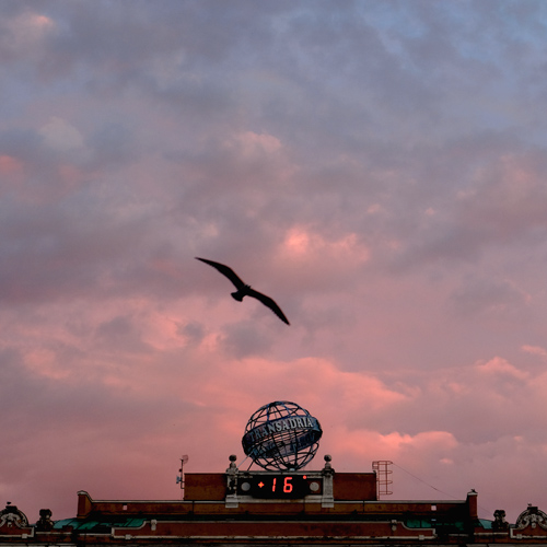 Bird flying over buildings against the sunset in Rijeka, Croatia